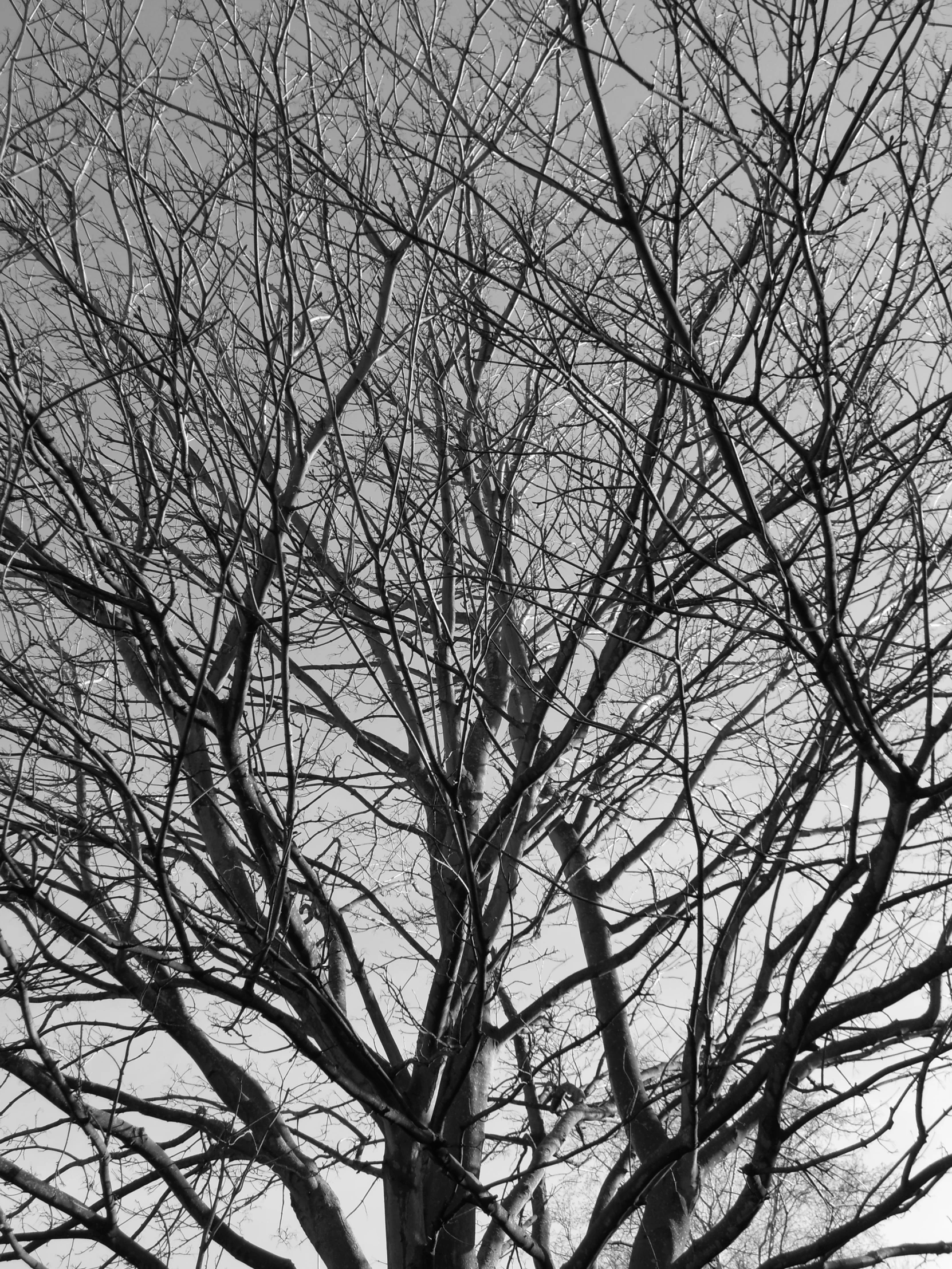 a bare tree stands alone in the cold