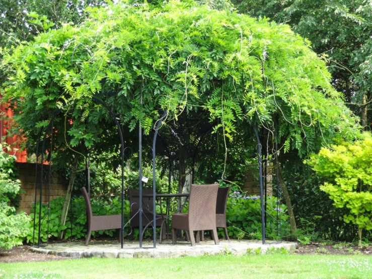 table and chairs under a large shade leafy tree