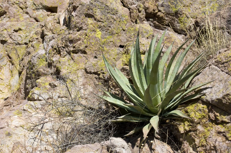 a single cactus grows on a rocky hillside