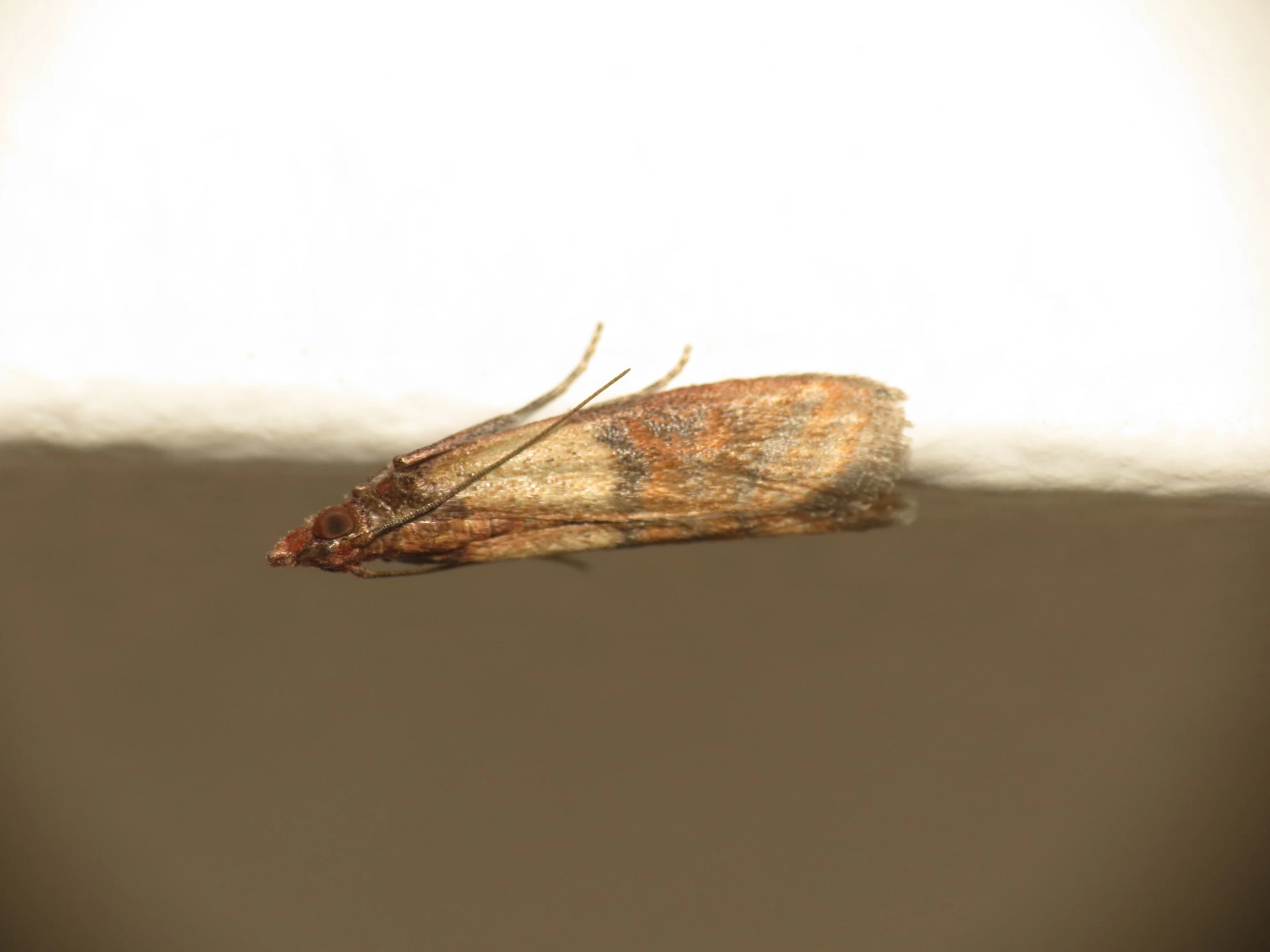 a moth in the middle of a white wall