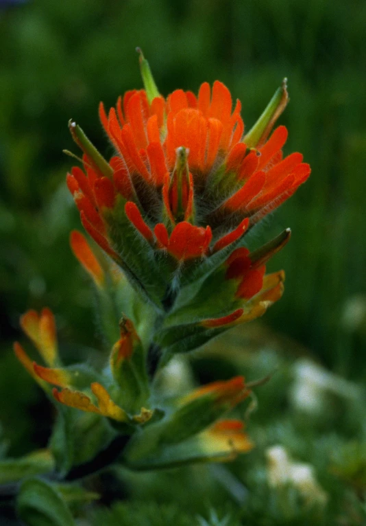 an orange and green plant that is in the grass