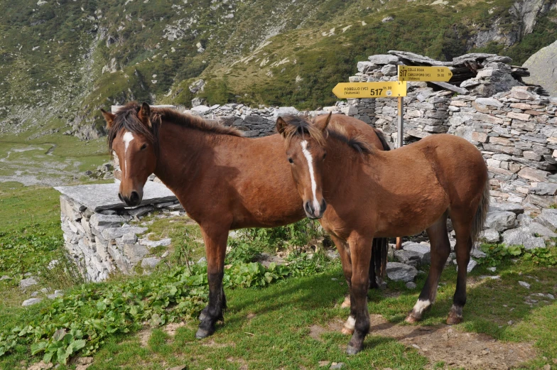 two horses in front of a stone wall