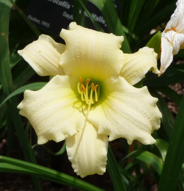 a yellow flower in the middle of a bed of grass