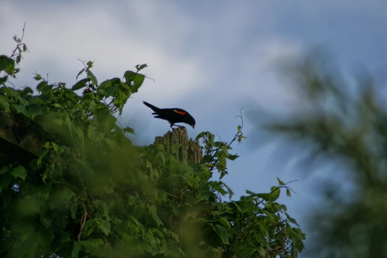 the bird is perched on top of the tree