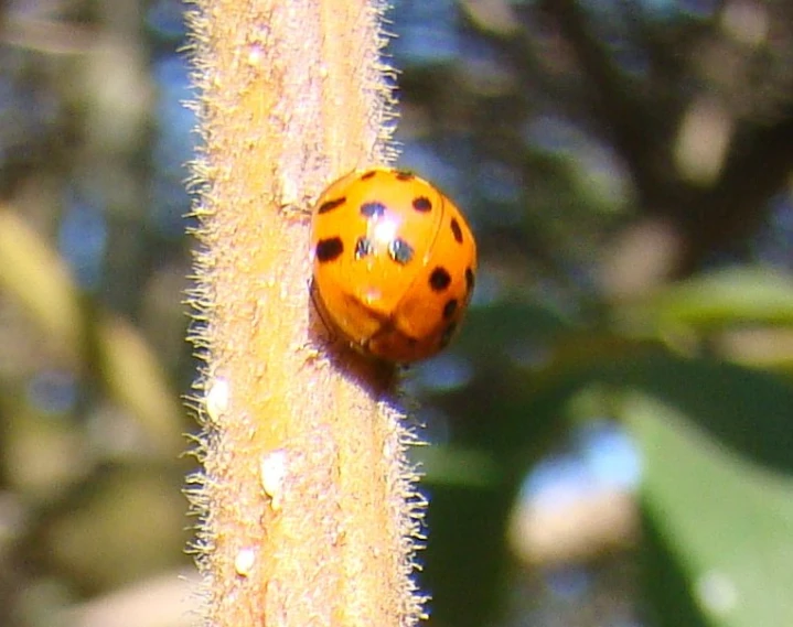 a ladybug is standing on a tall yellow stalk