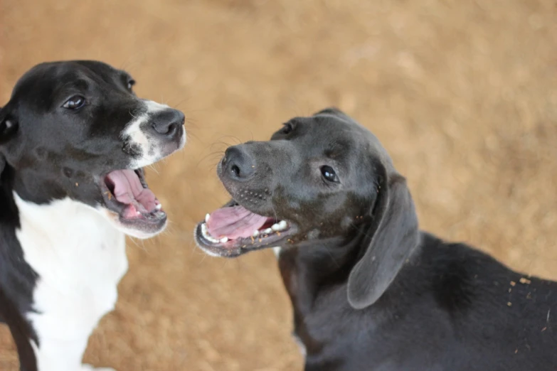 two small dogs are laying on the ground and one is sticking its tongue out