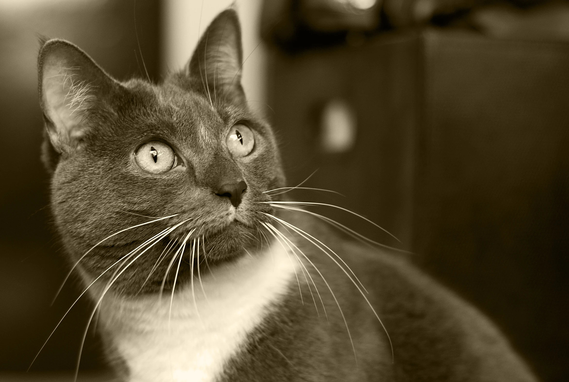 a gray cat looks up at the camera