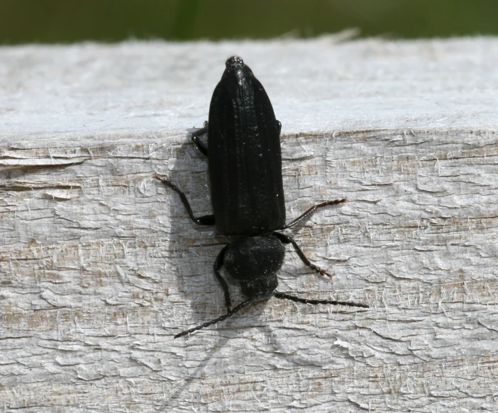 a black bug sits on a piece of wood