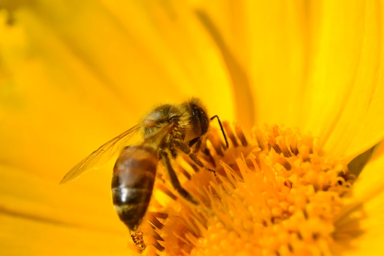 a bee on a yellow flower with other bees nearby