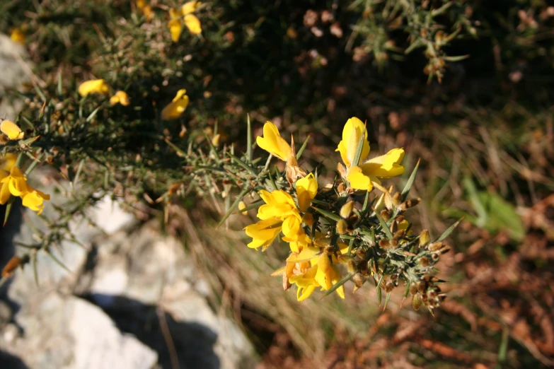 flowers grow in the woods next to a rock