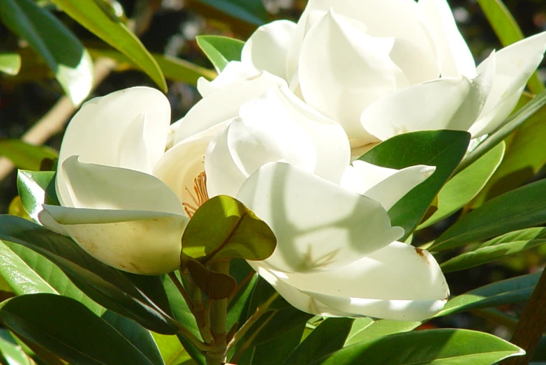 a tree filled with white flowers next to trees