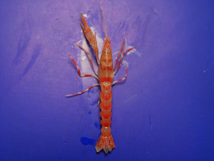 a close up view of an orange shrimp