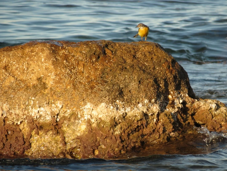 a bird sits on a rock in the water