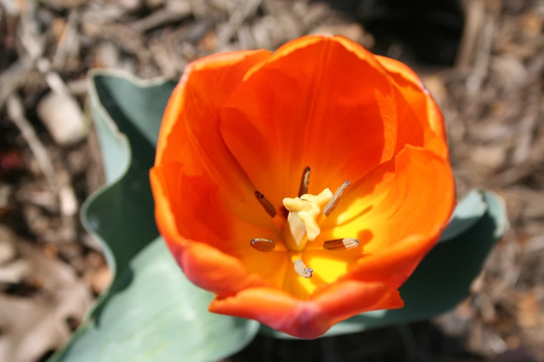 a flower is sitting in front of leaves