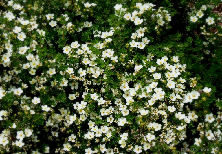 a field of white flowers on top of grass