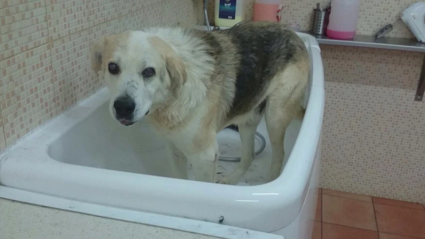 a large, fluffy dog stands in the bathtub
