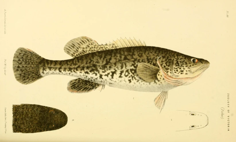 an antique painting of a fish and the image below it