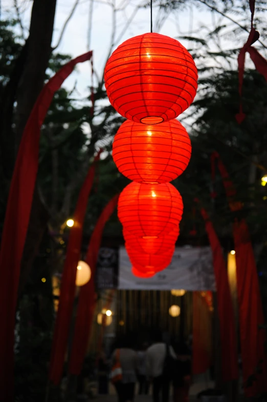 chinese red lanterns hang from tall tree nches