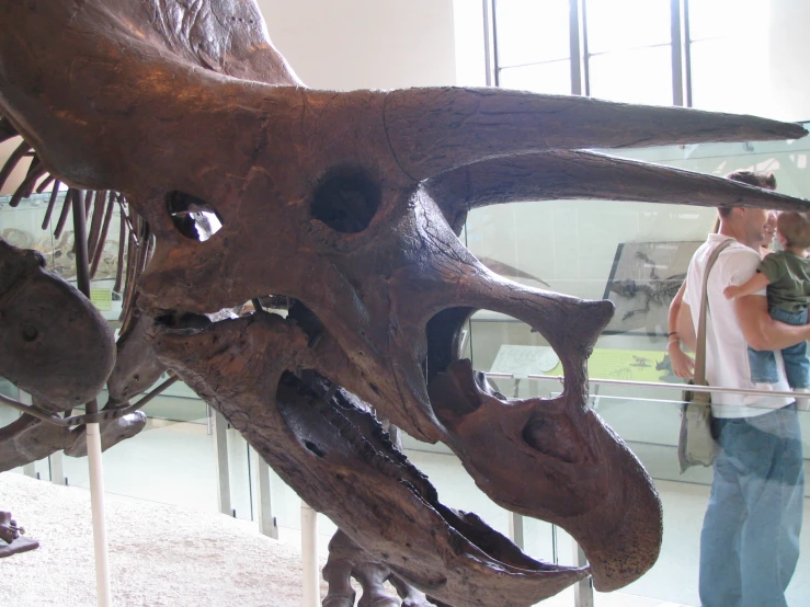 a close up of a dinosaur skeleton on display in a museum