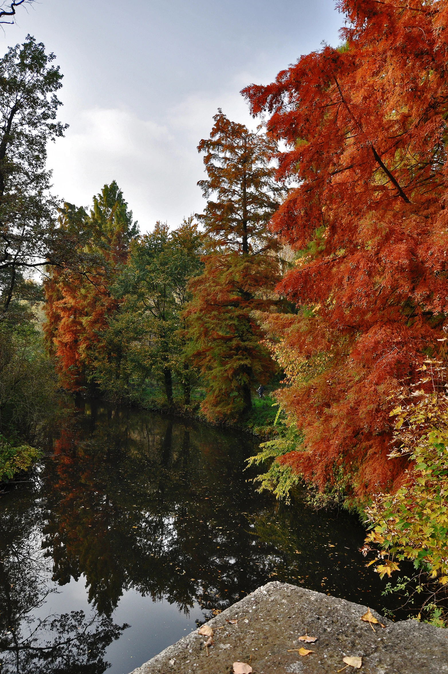 a river surrounded by forest filled with trees