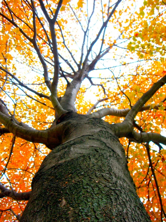 an autumn forest with leaves on the ground and a tree in front