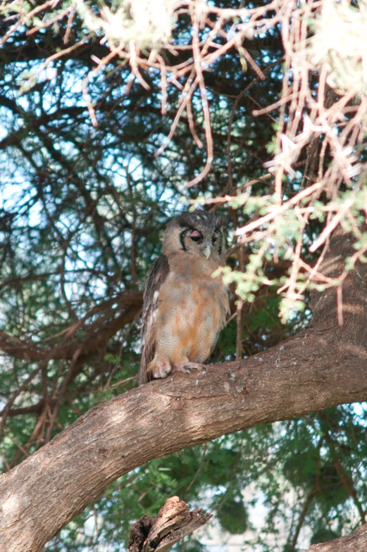 a large owl sitting on a nch in a tree