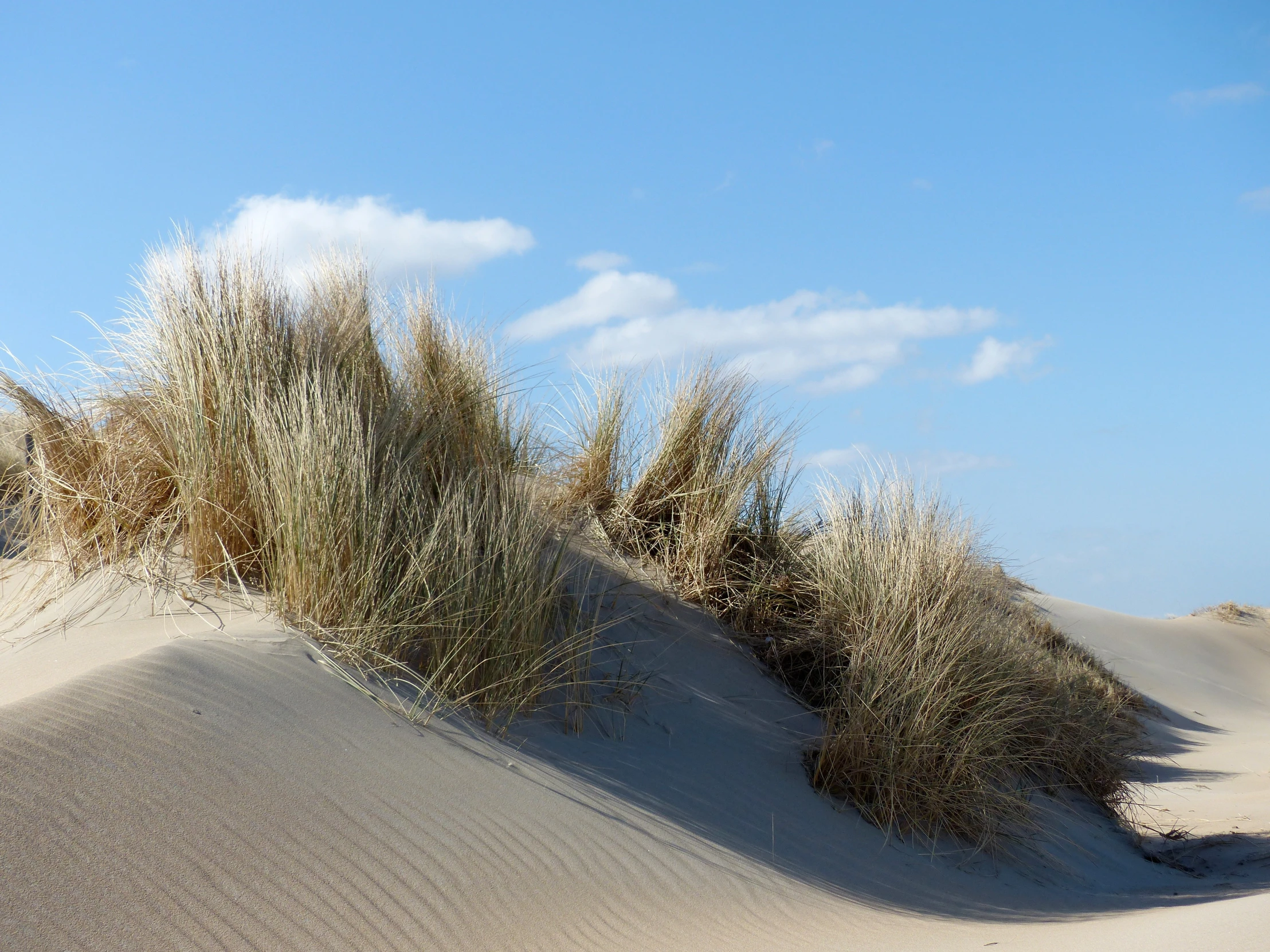 small, leafless grass grows on a hill