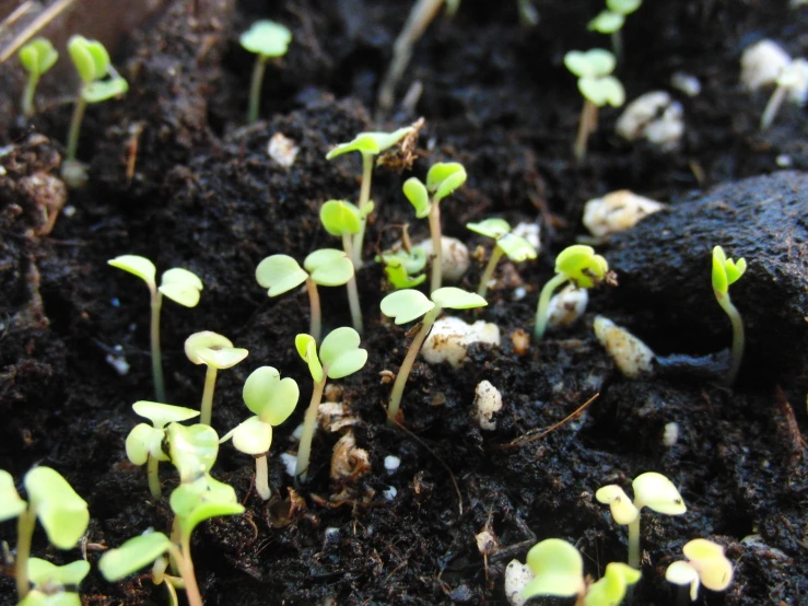 a close up of some plants growing in soil