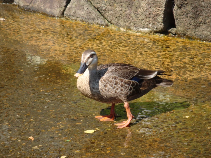 a large bird standing on top of a body of water