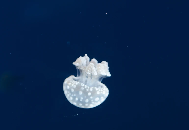 a clear jelly is in the water and floating