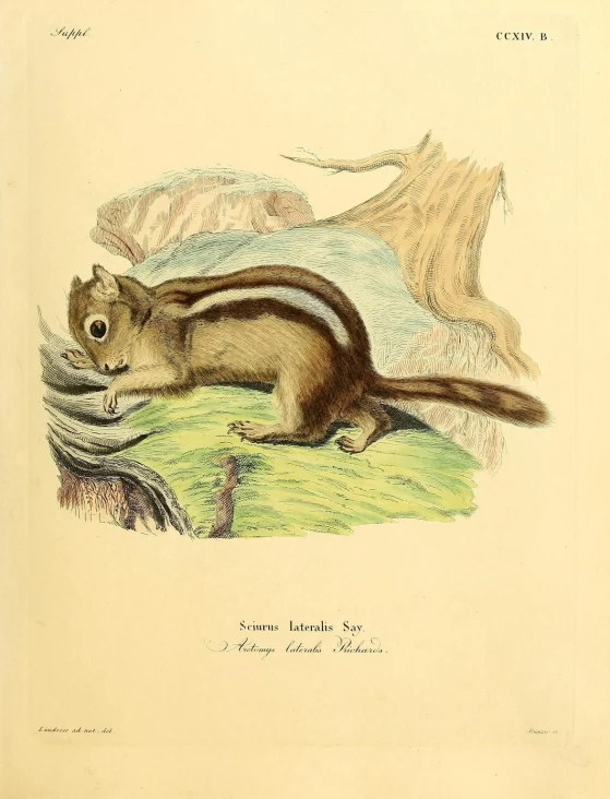 an illustration of a chipper eating a leaf