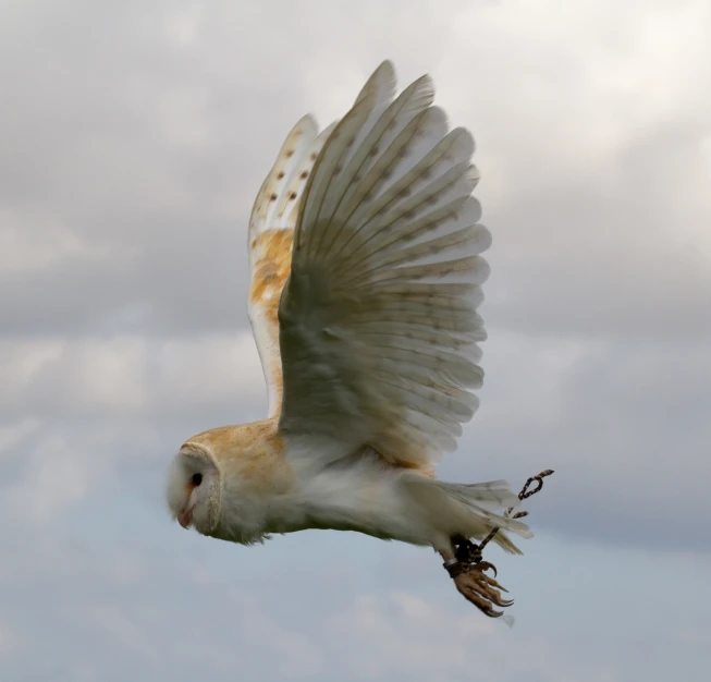 a large white bird flying through a cloudy sky