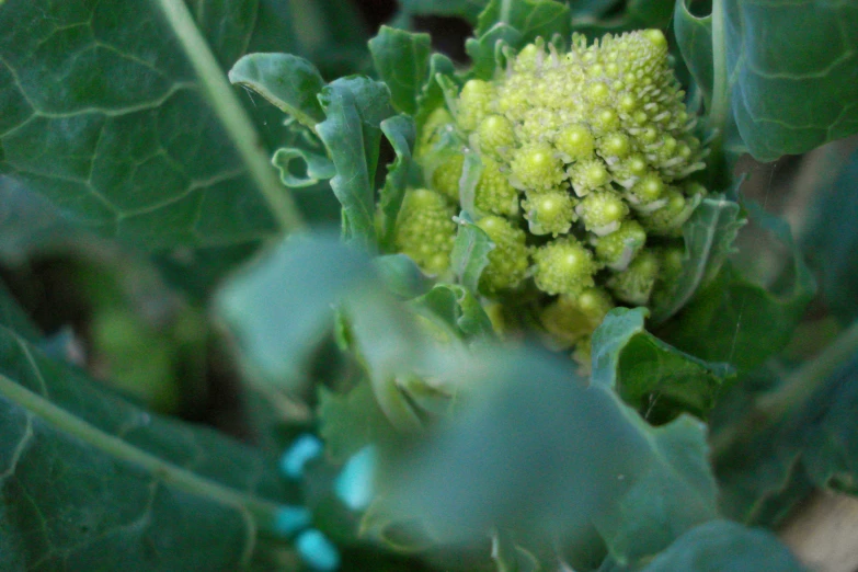 the plant is ready to bloom and be seen here