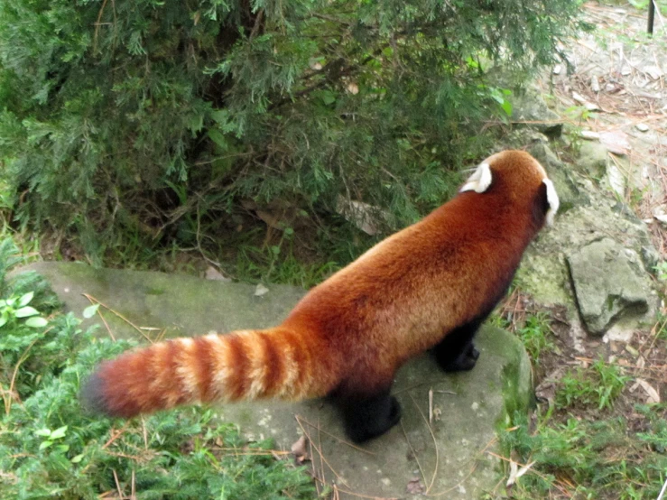 an animal on a rock next to some bushes and trees