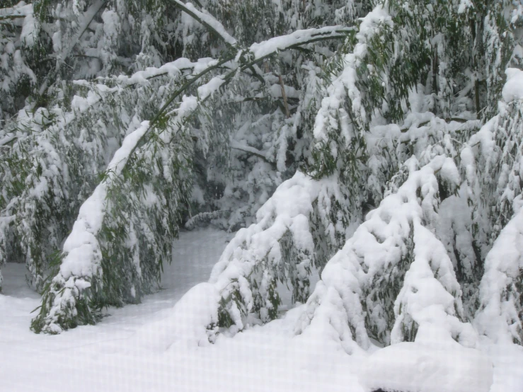 an image of snow and trees during the day