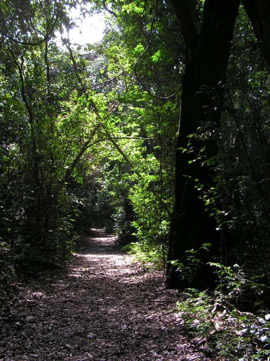 this trail leads through the woods with trees around