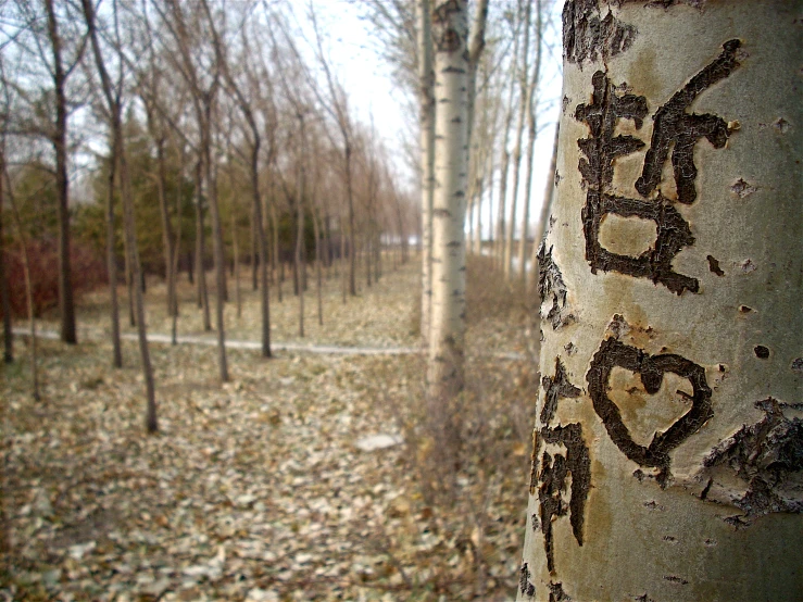 the initials on this tree are heart - shaped