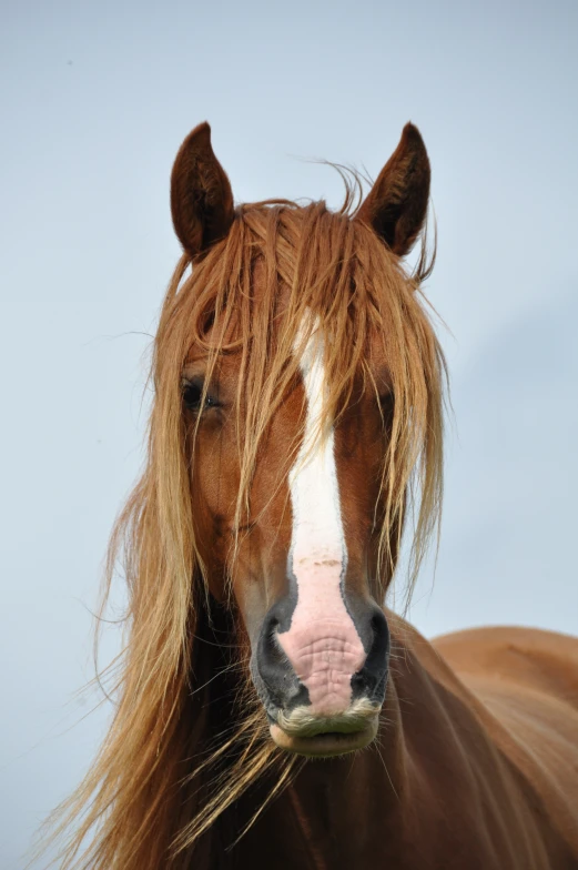 a horse with long, blonde hair looks up into the camera