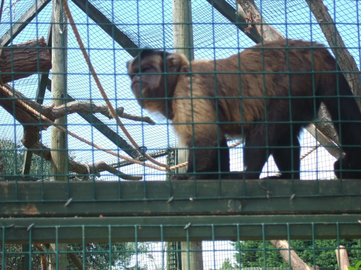 the monkey is walking on top of a tree nch