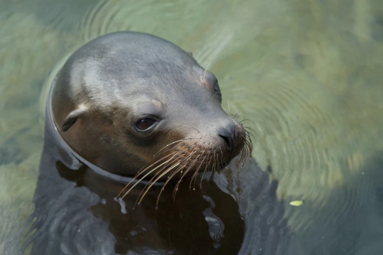 a seal is floating in the clear water