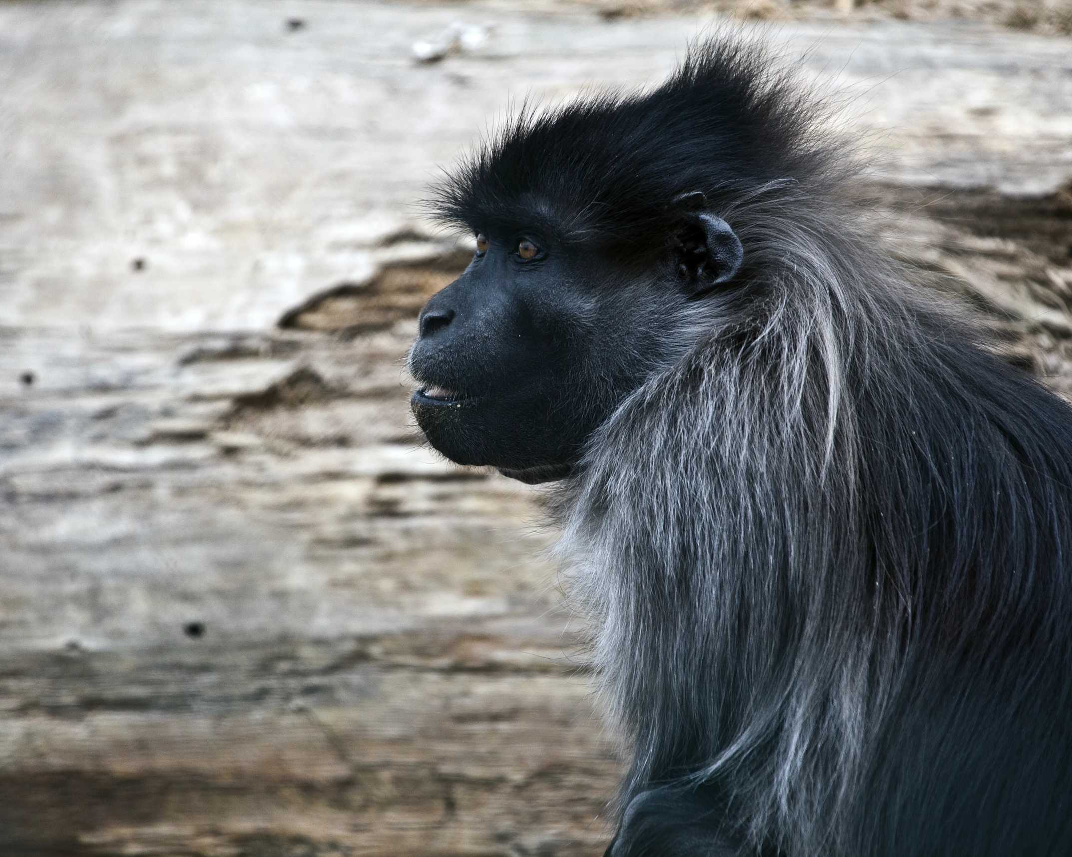 a gorilla is looking away from the camera