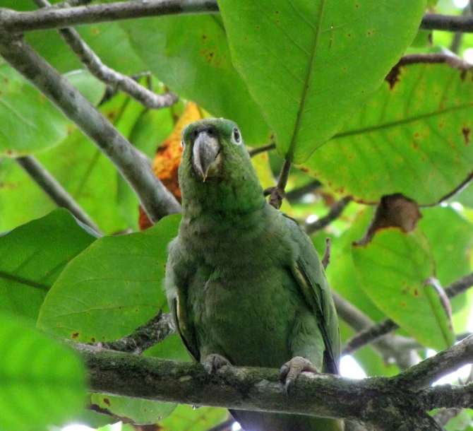 green parrot sitting on nch with foliage in background