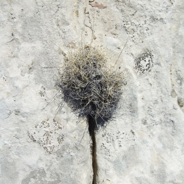 a small plant growing out of some white rock