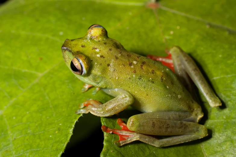 a frog is showing its eyes on top of the green leaf