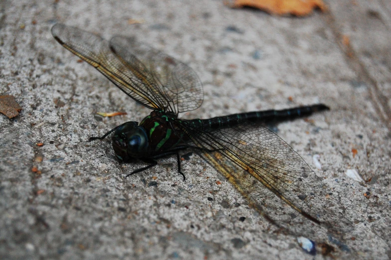 black and green dragon fly laying on the ground