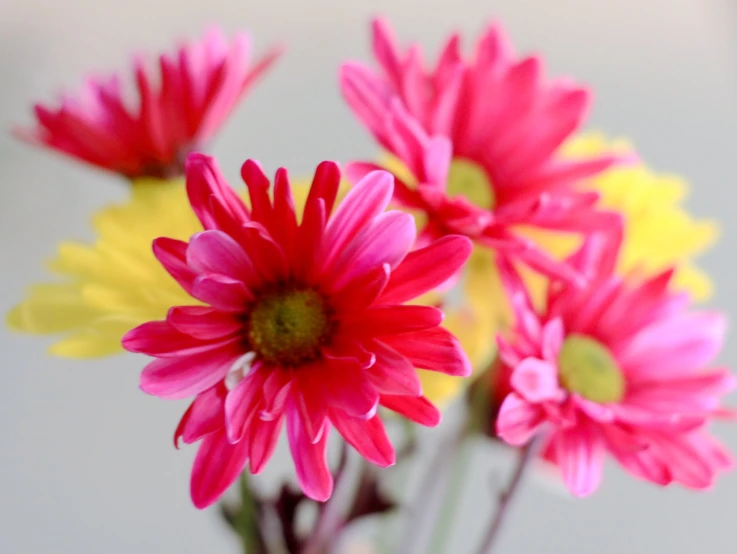 a group of bright flowers sit together in a glass vase