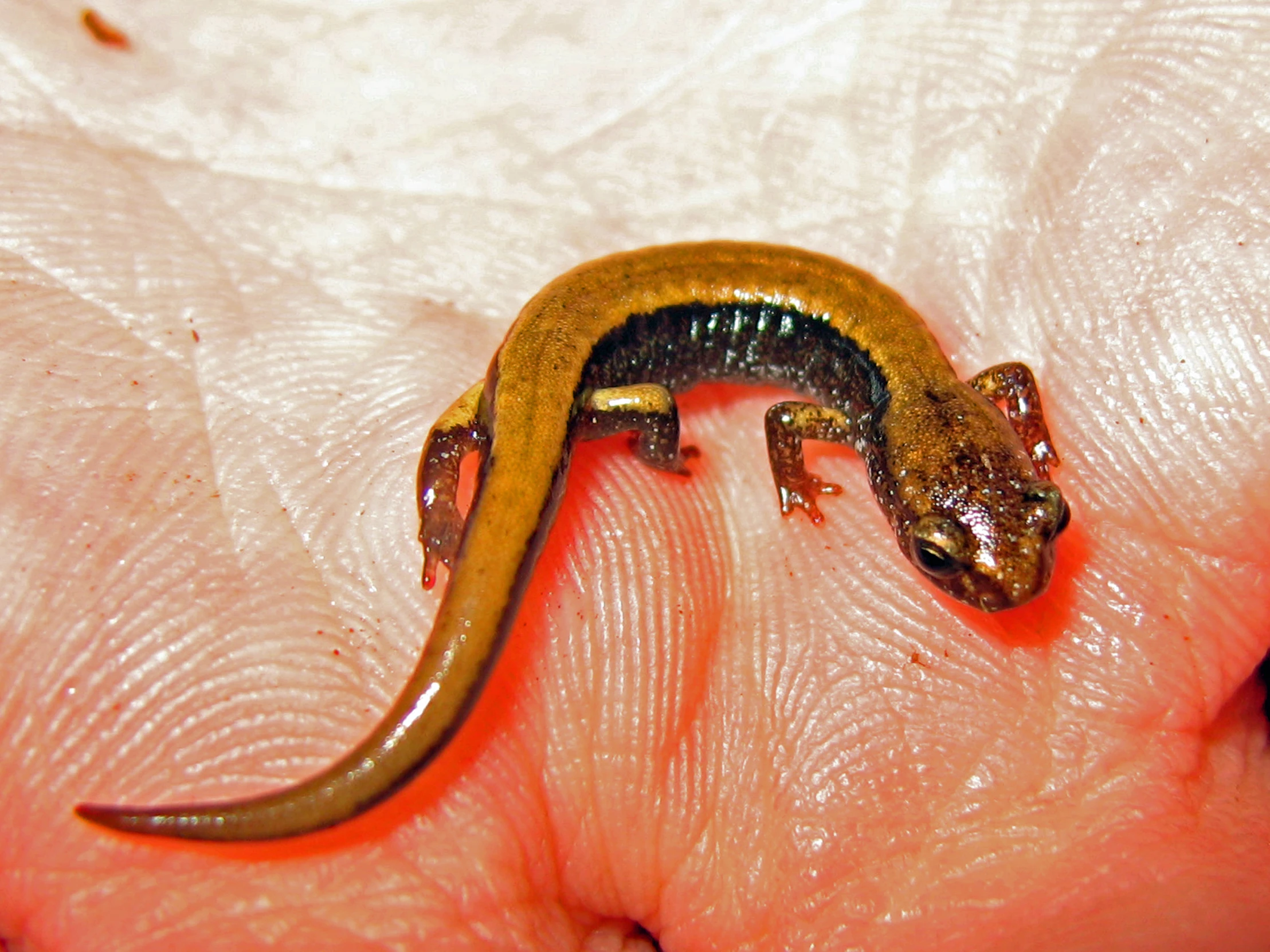 a small lizard sitting on the edge of someone's hand