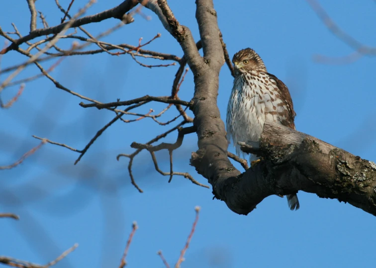 a bird sitting in a tree nch on top of a clear blue sky