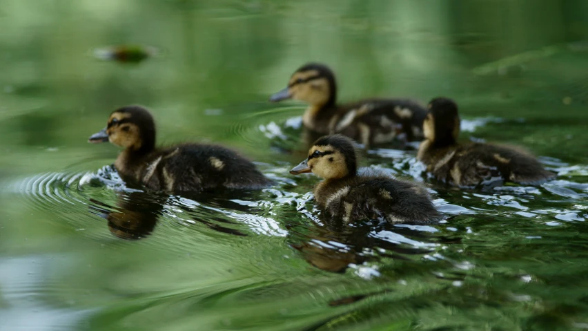 some young ducks swimming in a pond on green grass