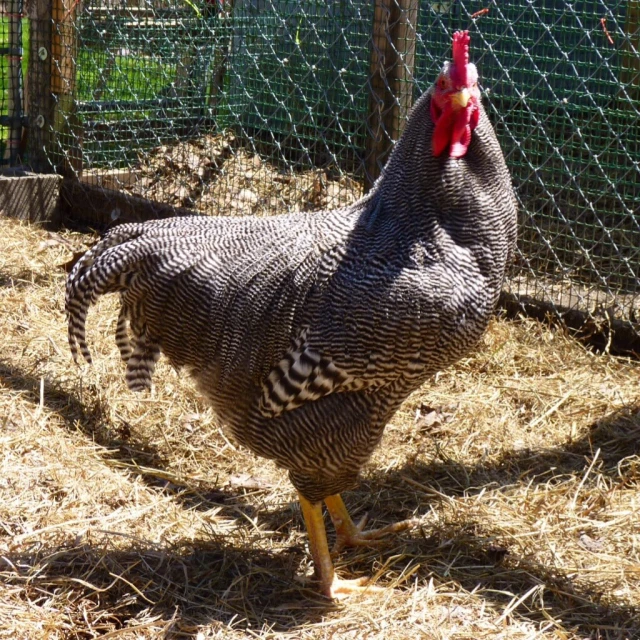 the chicken has red spots on his head and neck